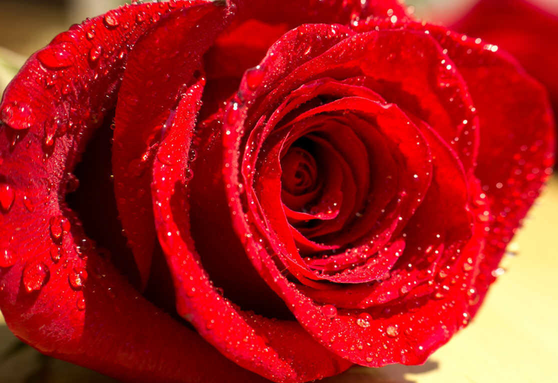 Hình ảnh bông hoa hồng màu đỏ