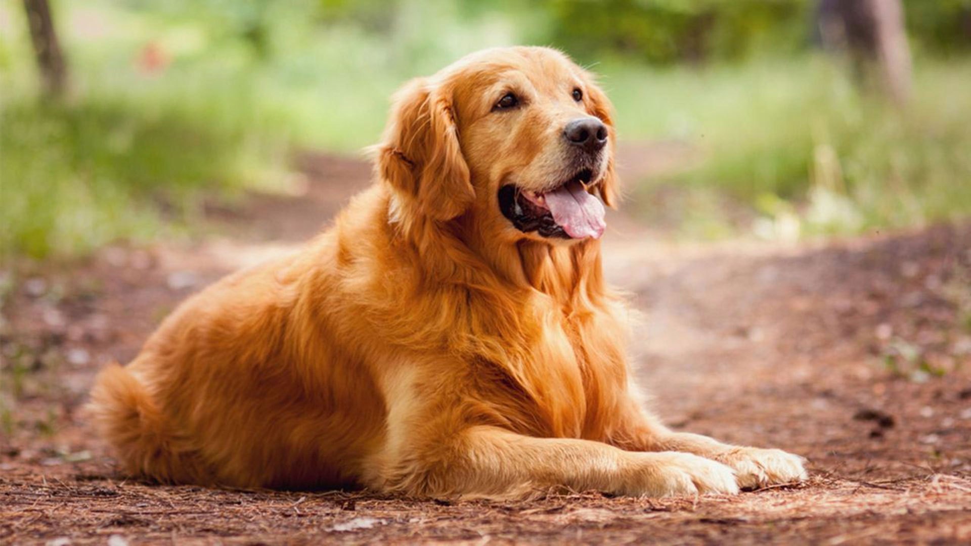 Hình ảnh chó Golden cực đẹp