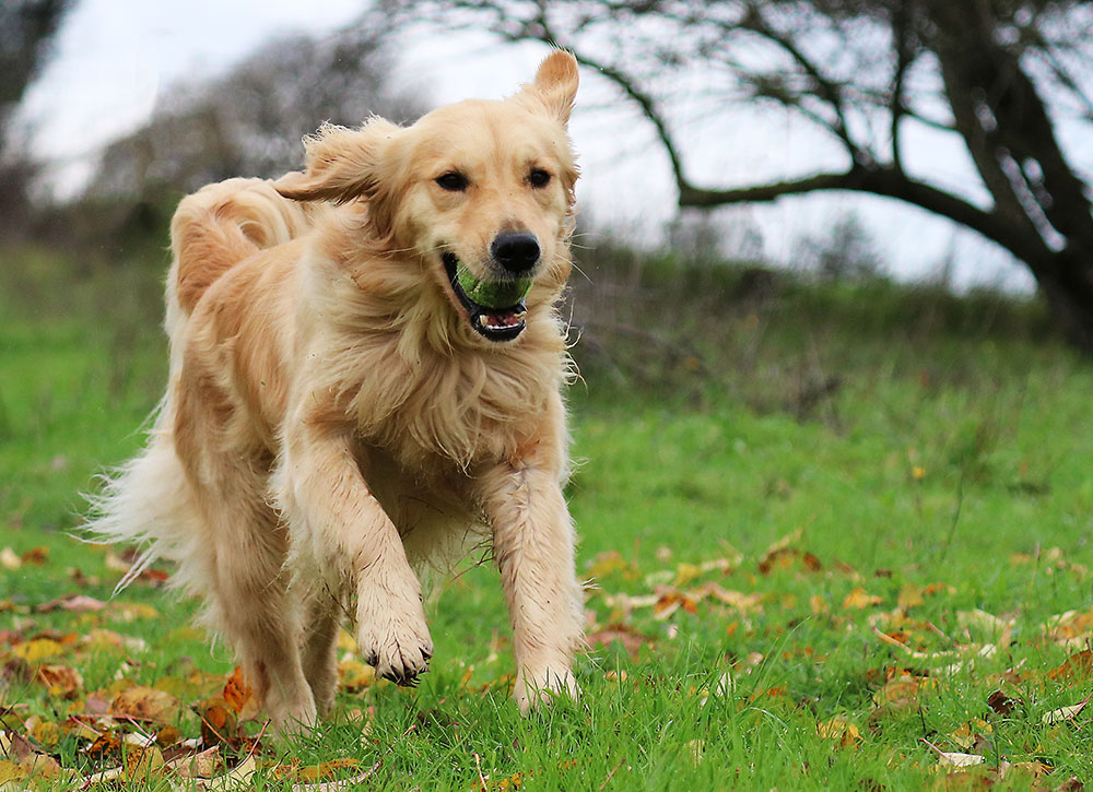 Hình ảnh chó Golden đang chạy đẹp