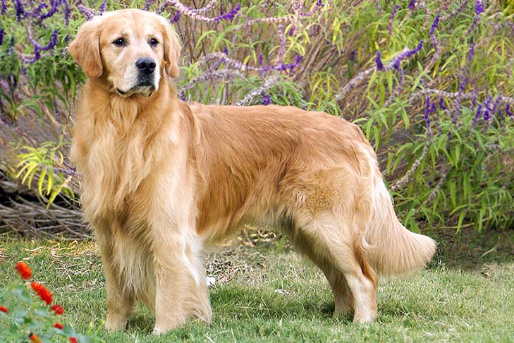 Hình ảnh chó Golden đáng yêu