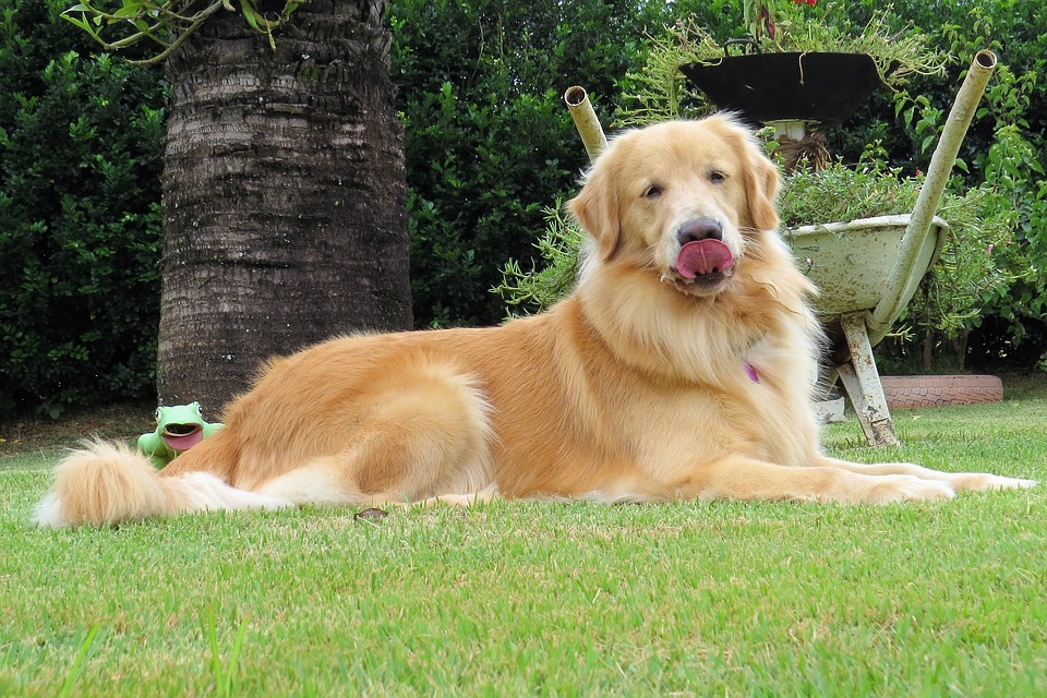 Hình ảnh chó golden đẹp