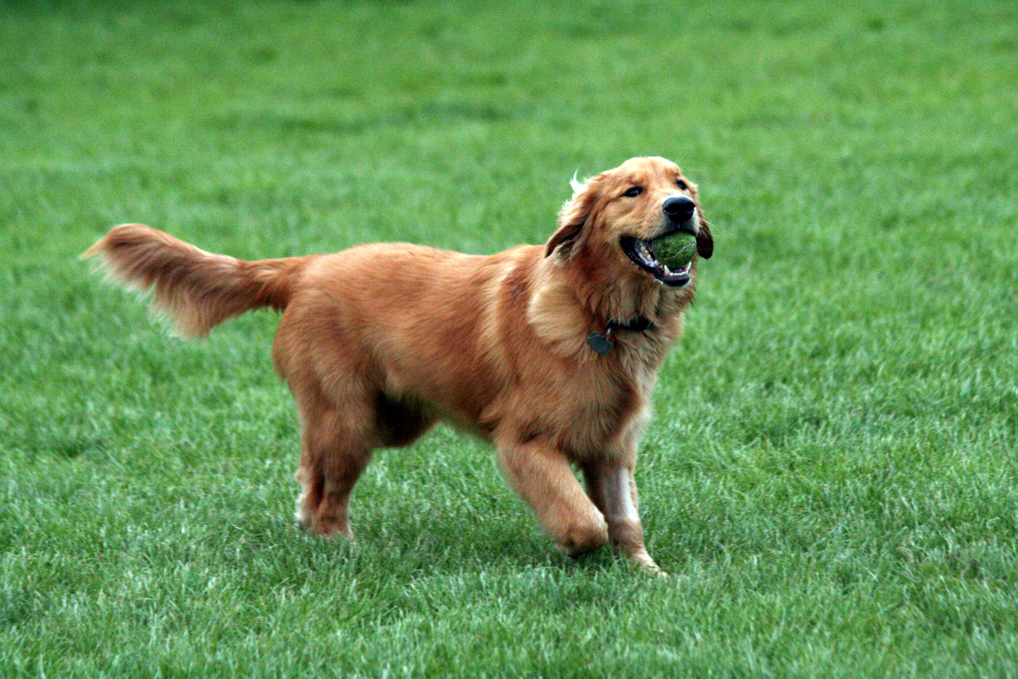 Hình ảnh chó Golden Retriever cực đẹp