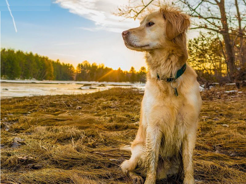 Hình ảnh chó Golden Retriever đẹp