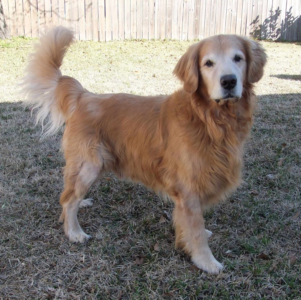 Hình ảnh chú chó Golden cực đẹp