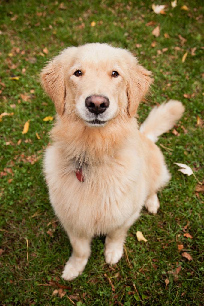 Hình ảnh chú chó Golden đáng yêu