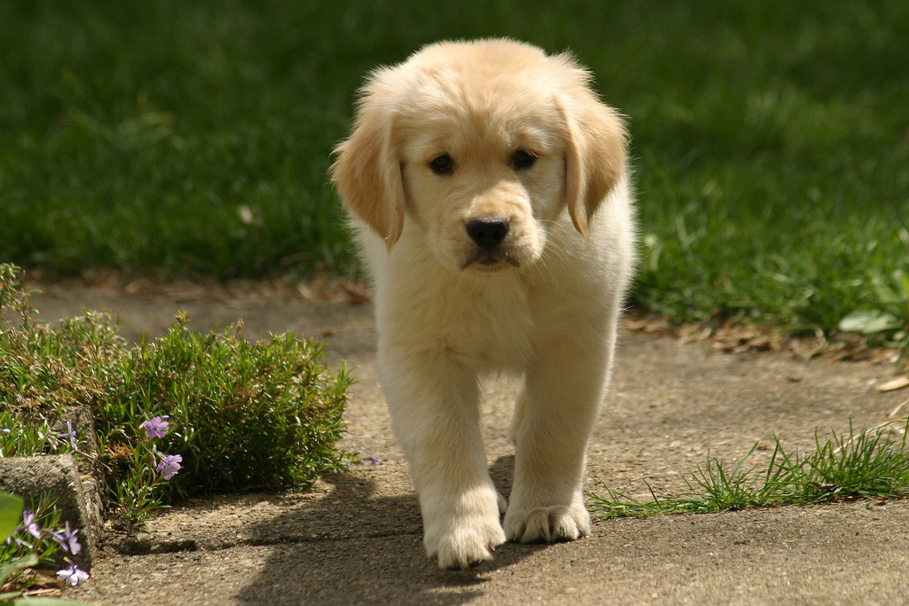 Hình ảnh chú chó Golden đẹp nhất