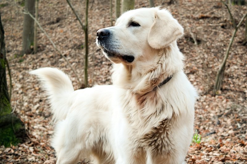 Hình ảnh chú chó Golden đẹp