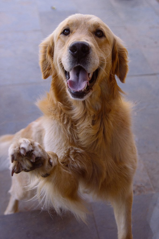 Hình ảnh con chó Golden Retriever đẹp