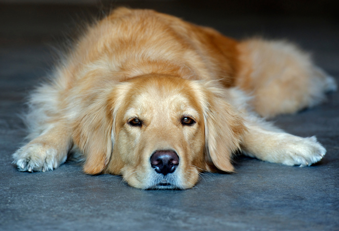 Hình ảnh đẹp nhất của chó Golden