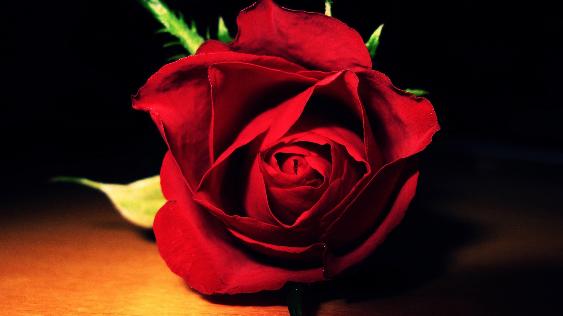 Hình ảnh đẹp về hoa hồng