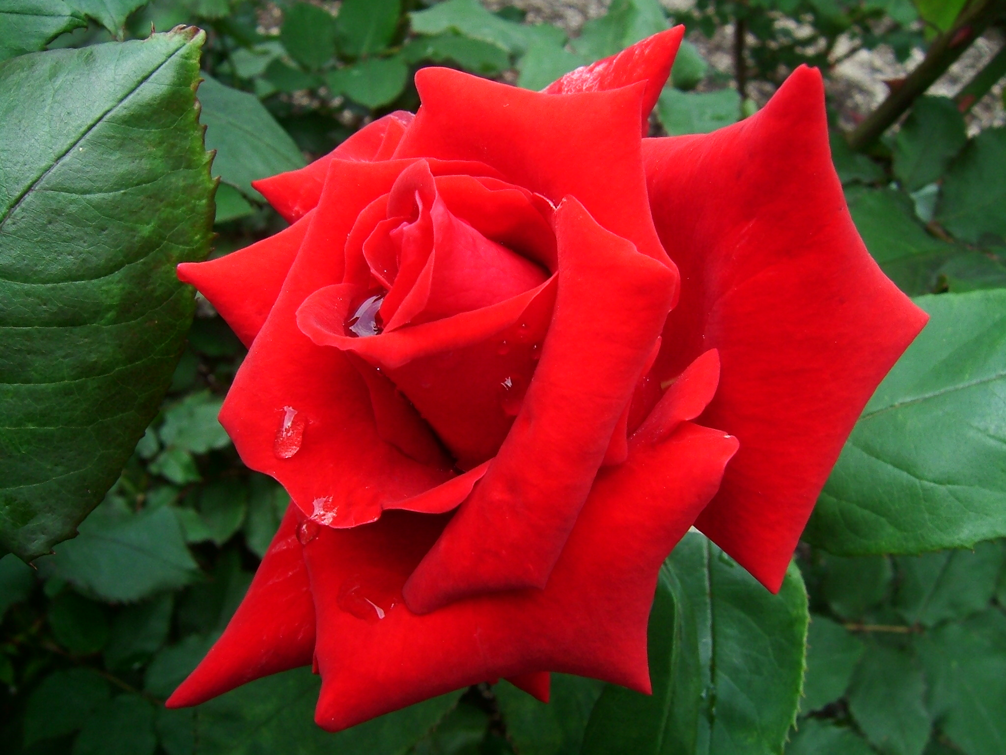 Hình ảnh đẹp về hoa hồng