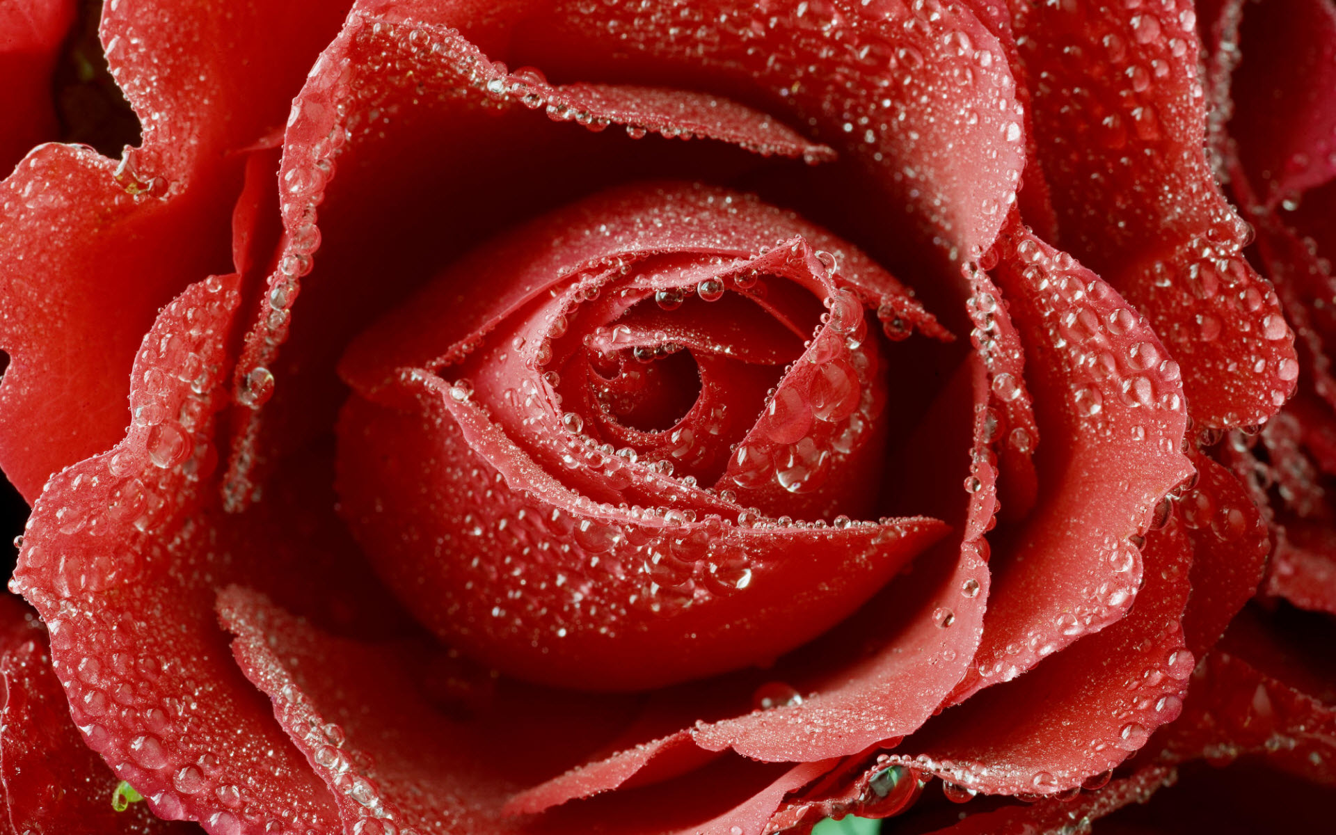 Hình ảnh hoa hồng đỏ đẹp độc đáo