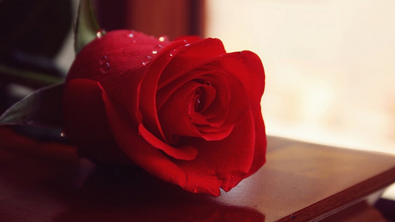 Những hình ảnh đẹp nhất của hoa hồng đỏ