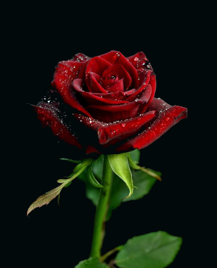 Hình ảnh đẹp của bông hồng đỏ trên nền đen