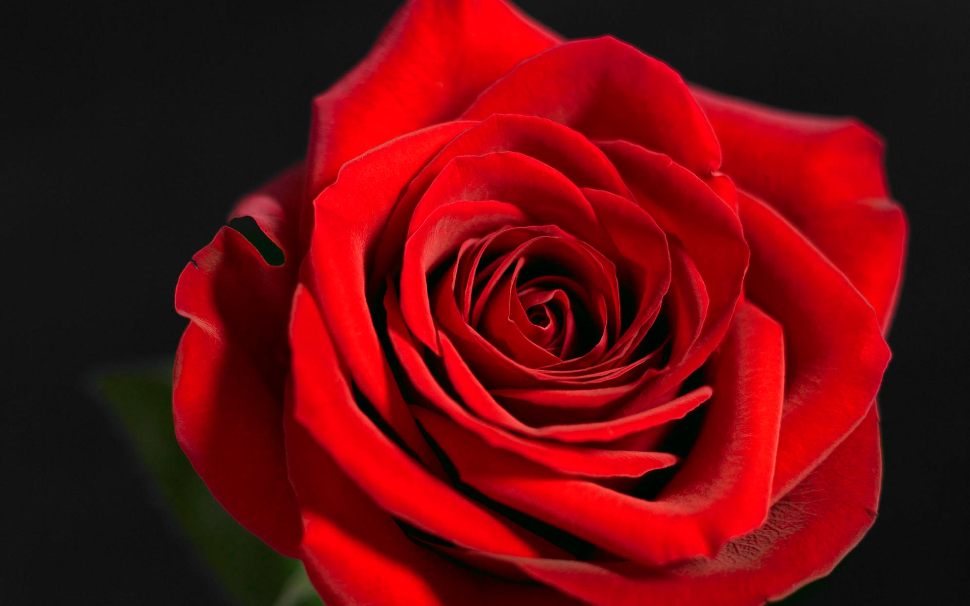 Hình ảnh hoa hồng đỏ rực rỡ xinh đẹp