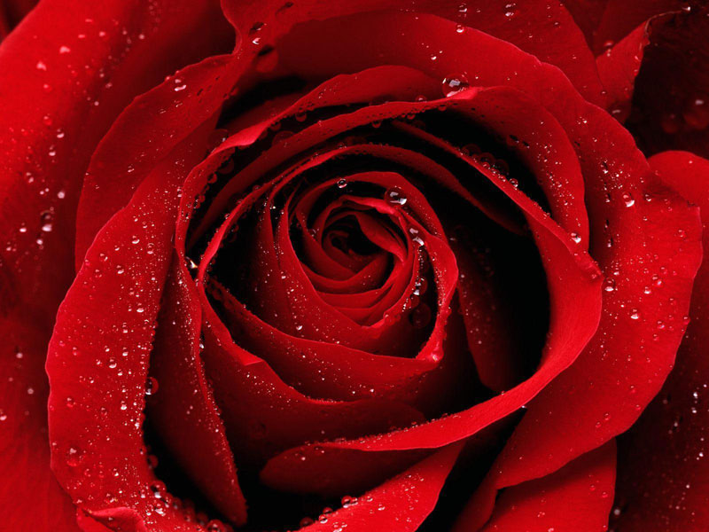 Hình ảnh đẹp của hoa hồng đỏ