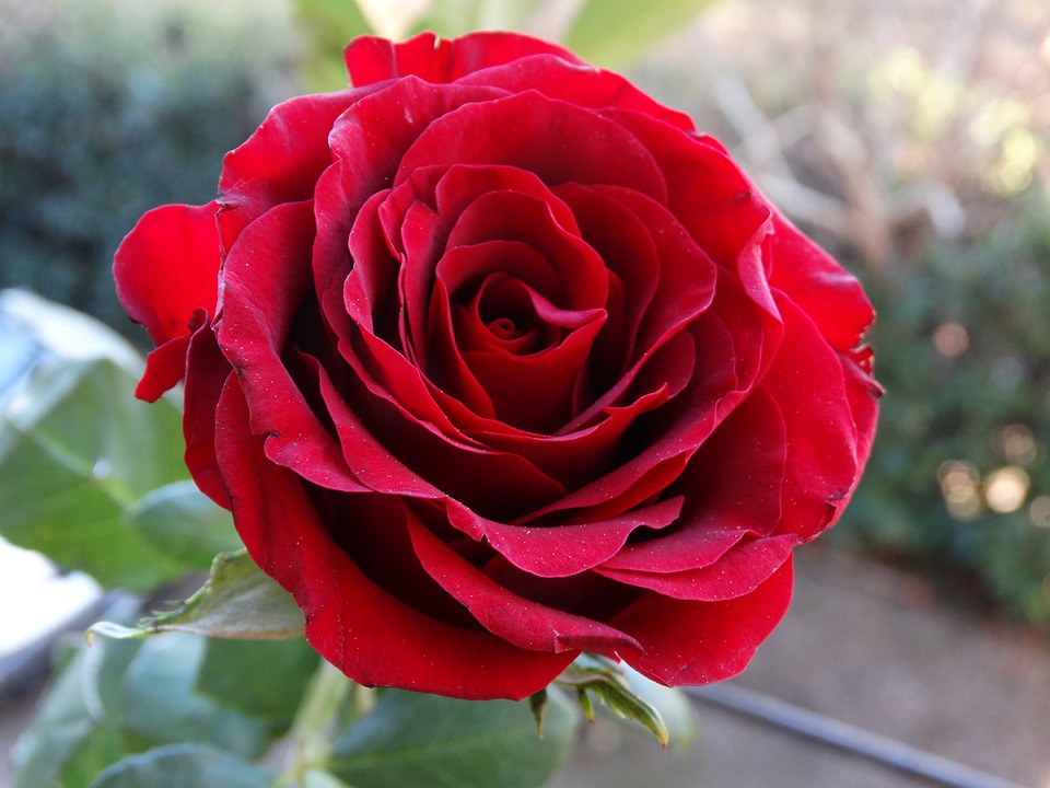 Hình ảnh hoa hồng red