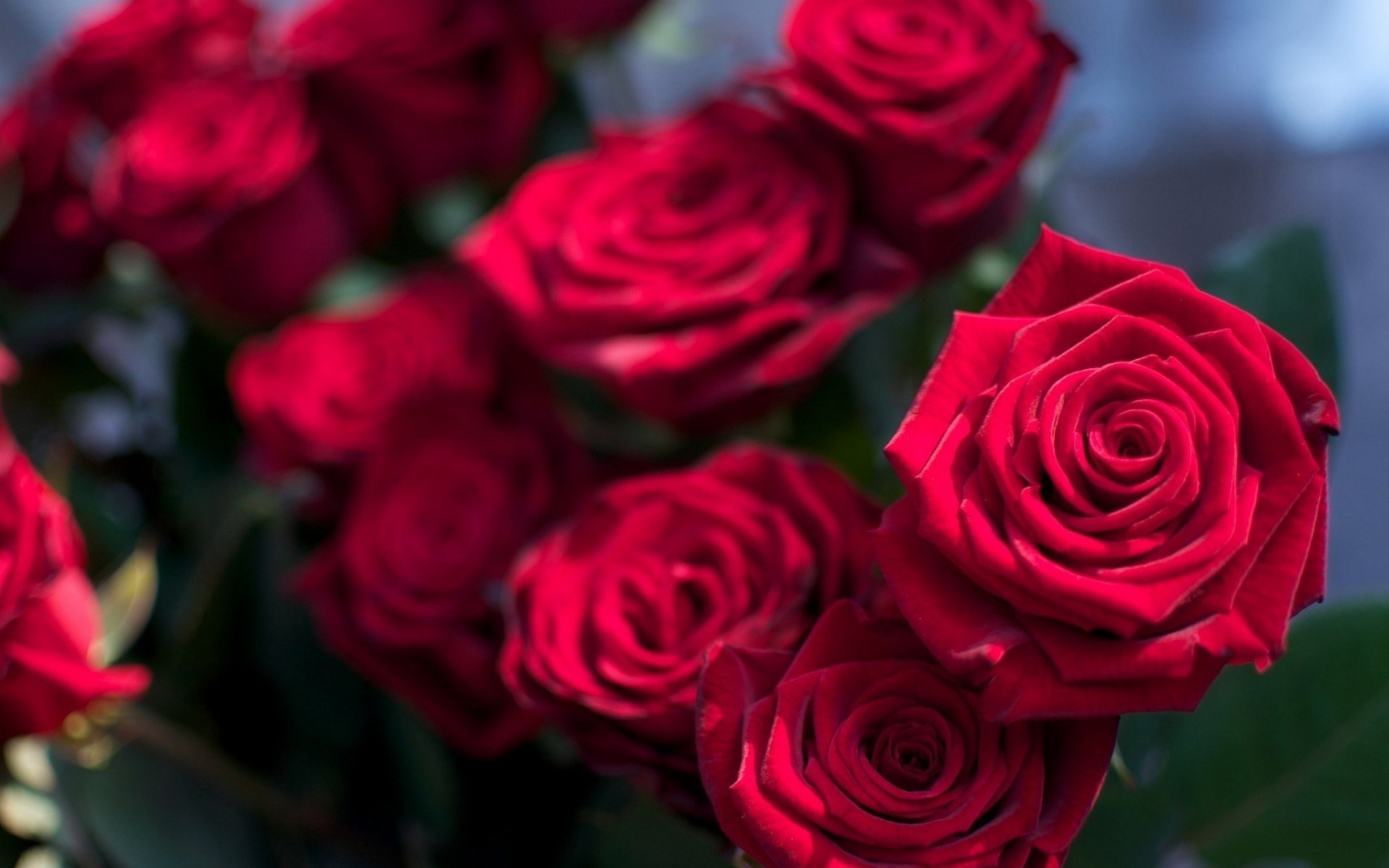 Hình ảnh những bông hoa hồng đỏ tươi thắm