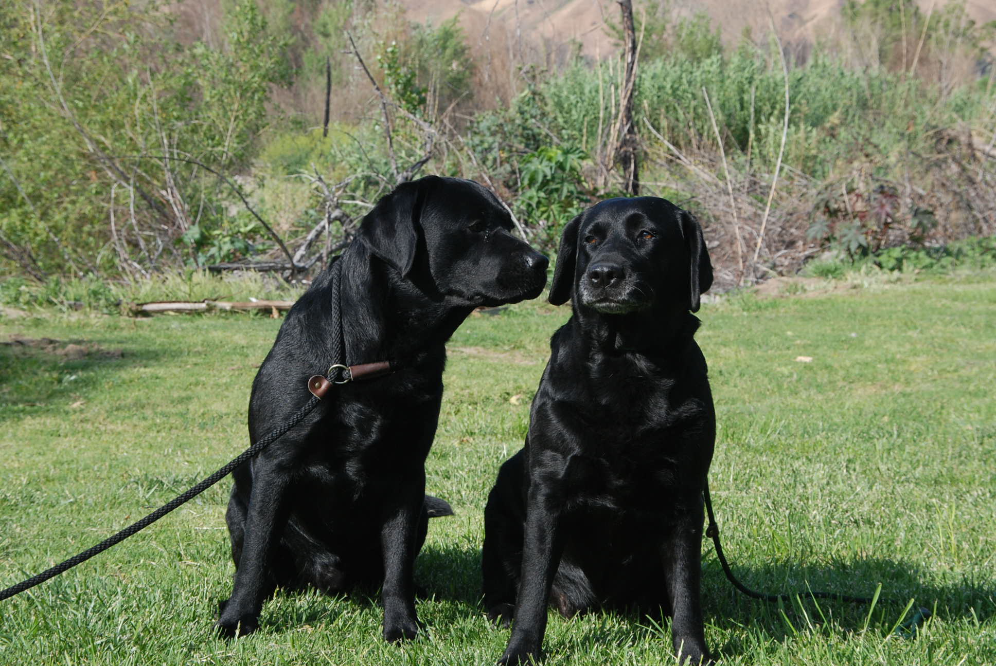 Hình ảnh những chú chó đen đáng yêu