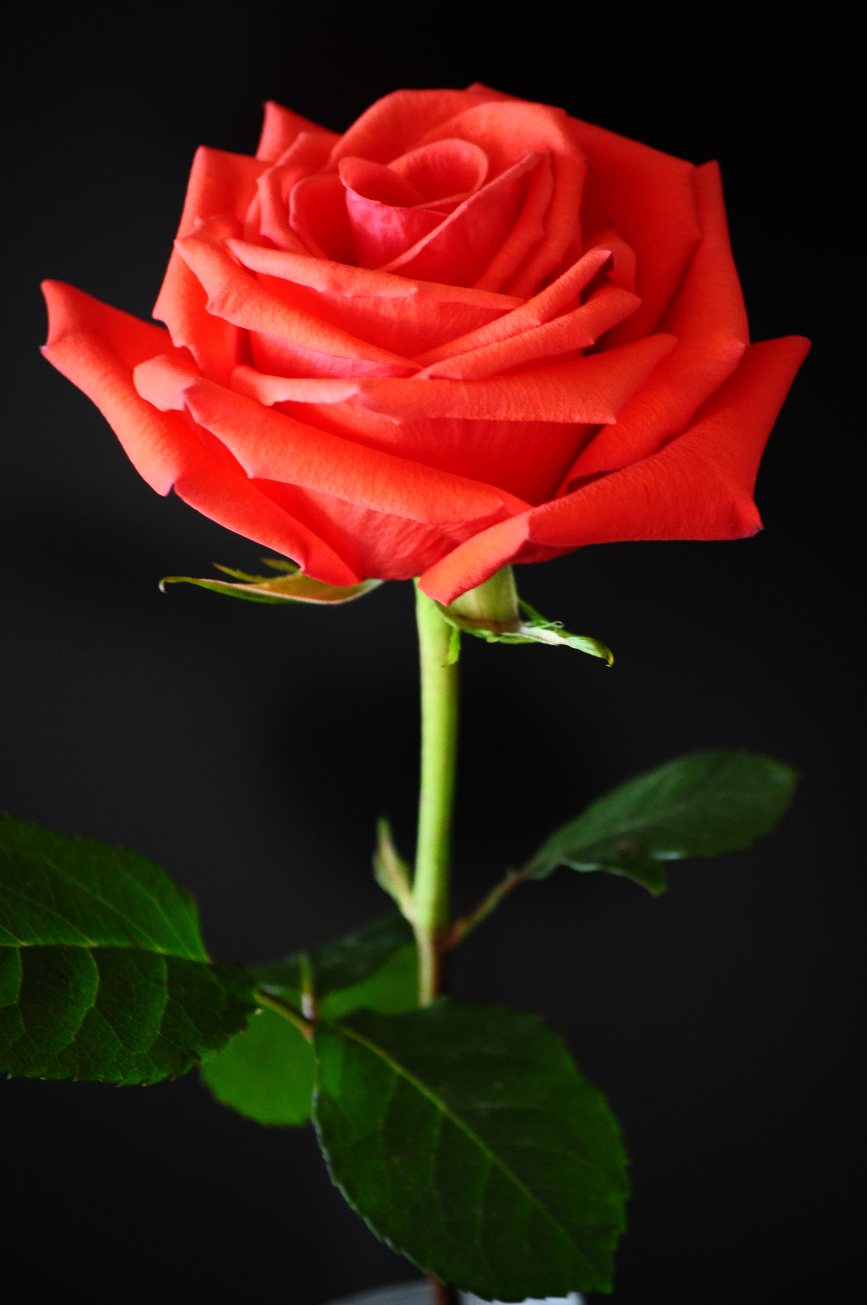 Hình ảnh đẹp của hoa hồng đỏ