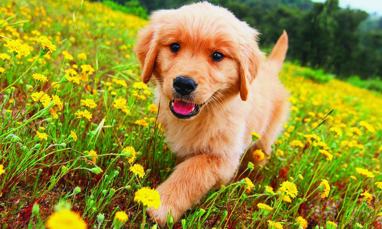 Hình chó Golden Retriever đẹp