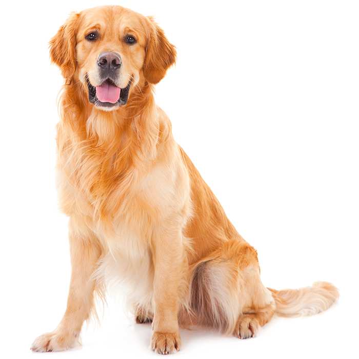 Hình chú chó Golden cực đẹp