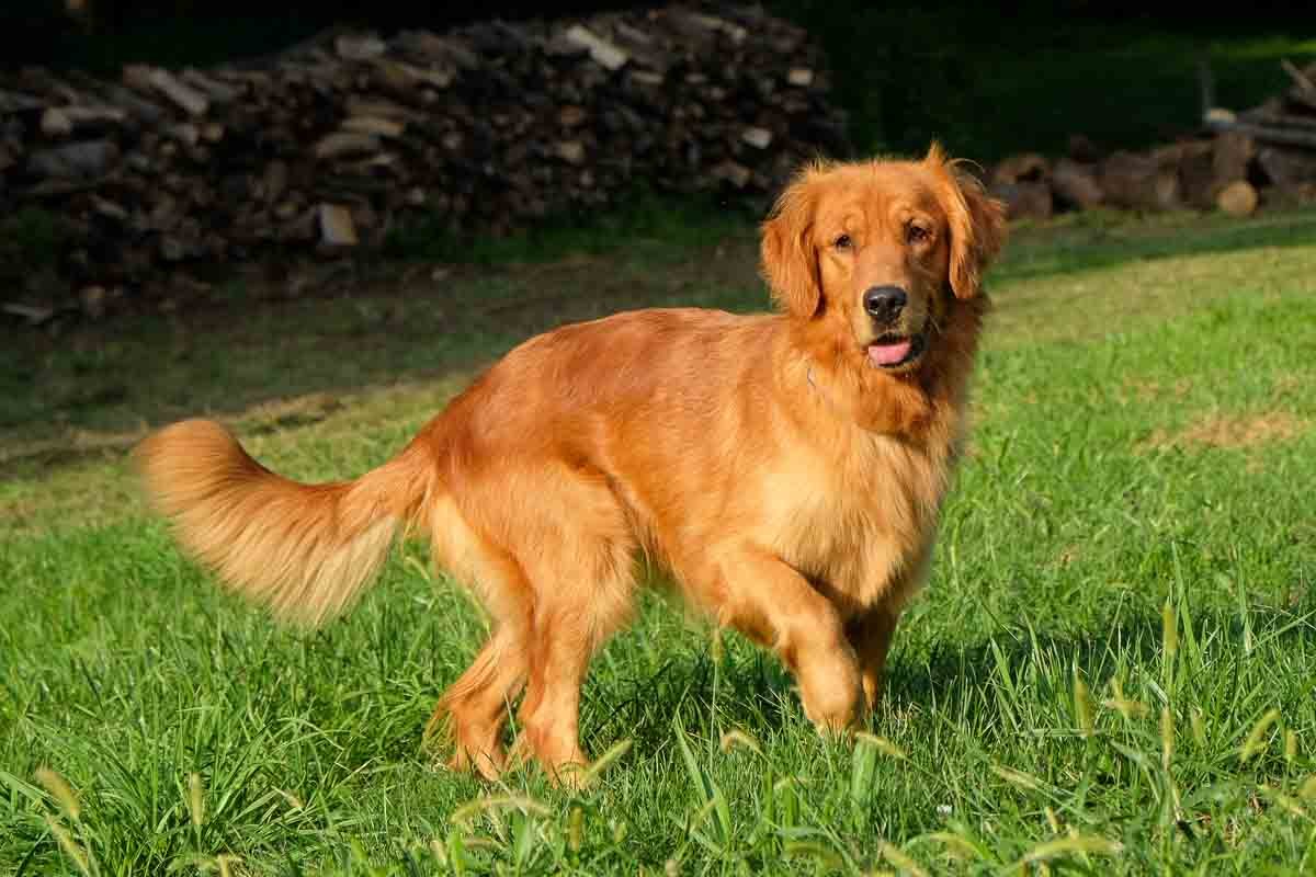 Hình Golden dog