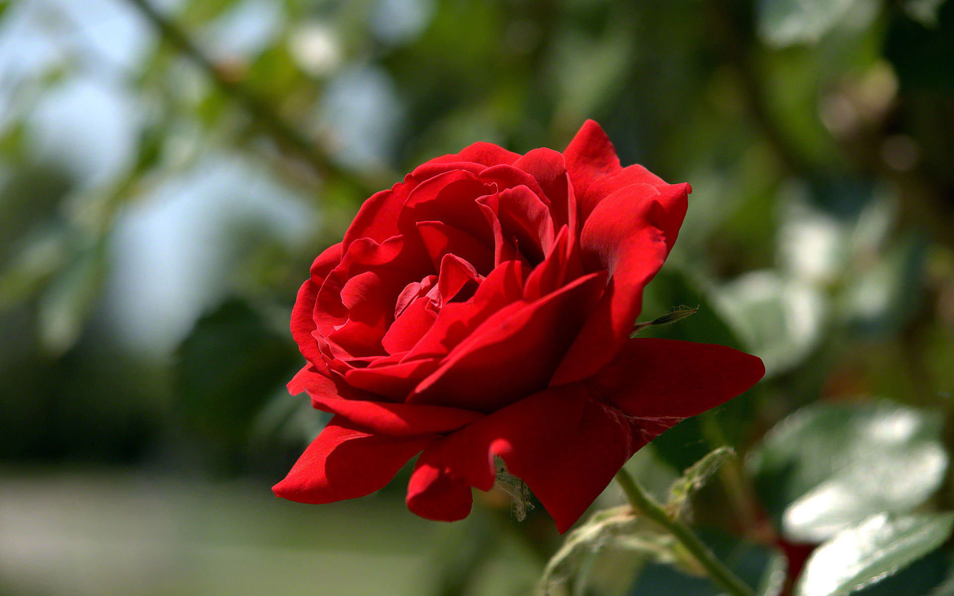 Hình hoa hồng đẹp nhất