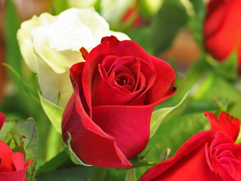 Hình hoa hồng nhung đẹp 