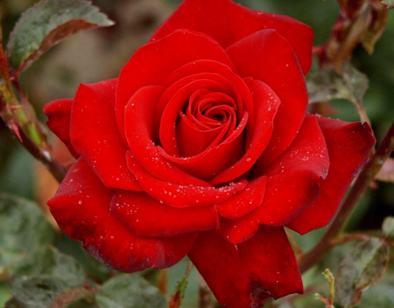 Hình ảnh đẹp của bông hồng nhung