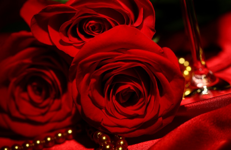 Hình nền hoa hồng đỏ đẹp nhất 
