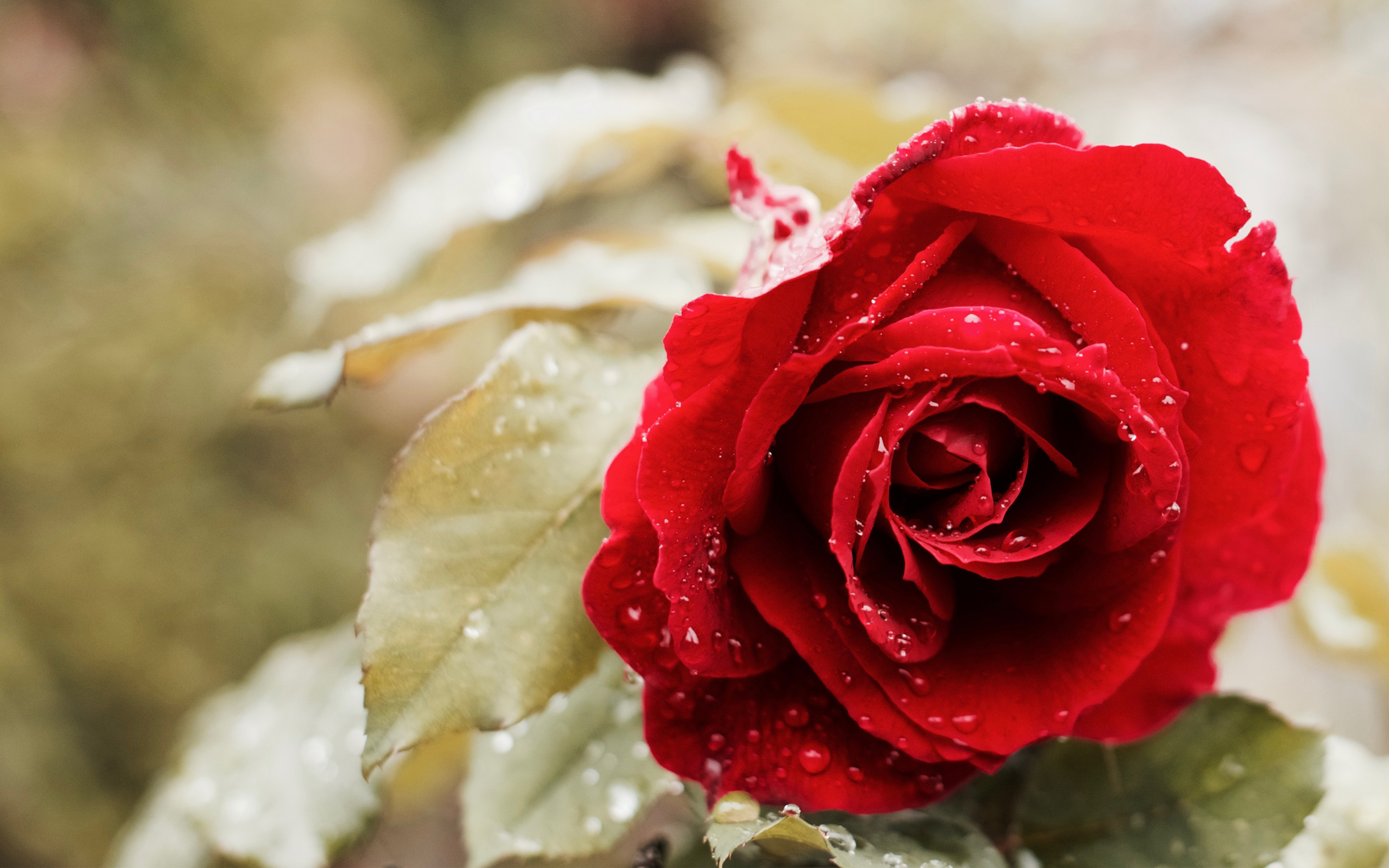 Hình nền hoa hồng đỏ đẹp nhất