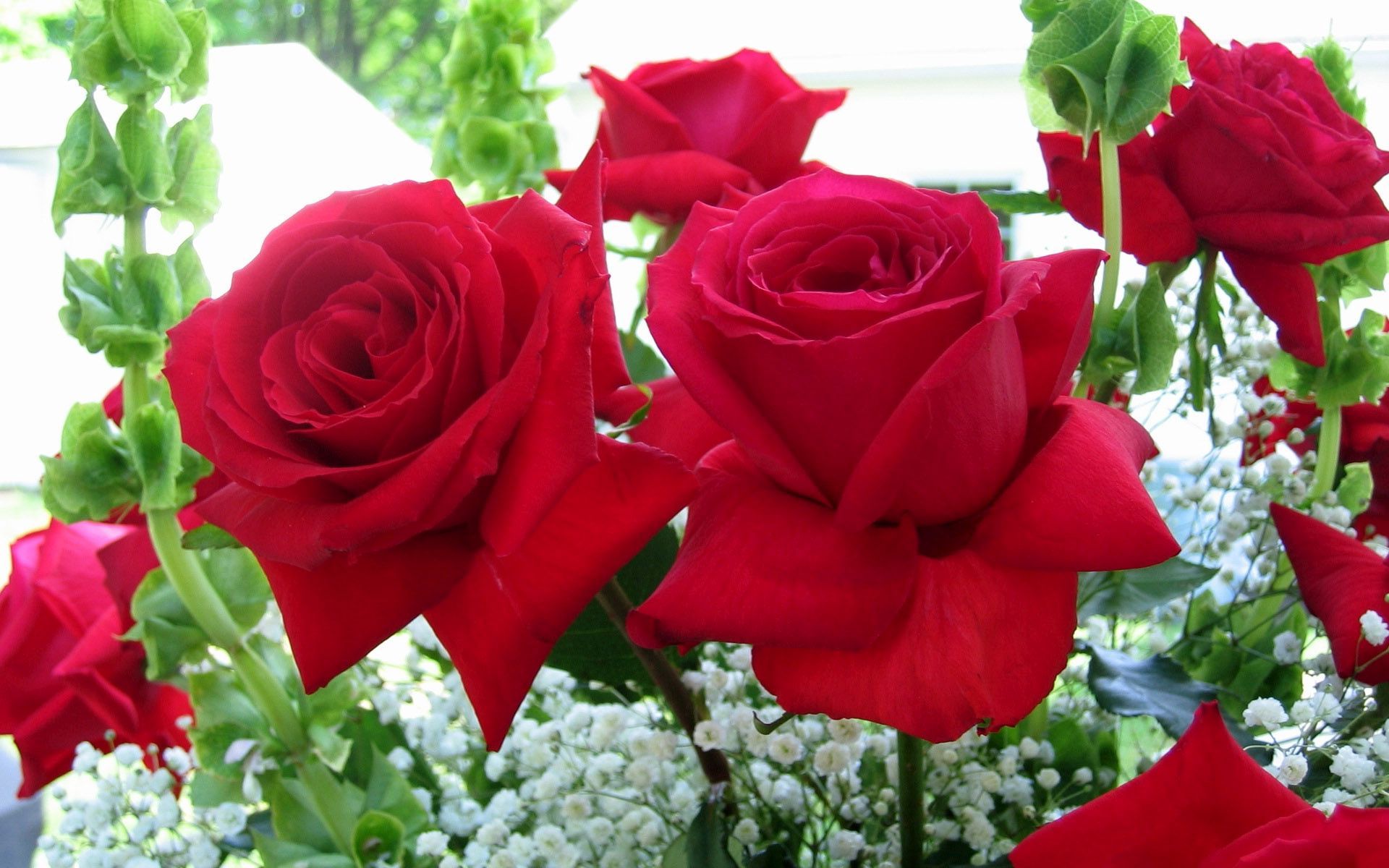 Hình những bông hoa hồng màu đỏ