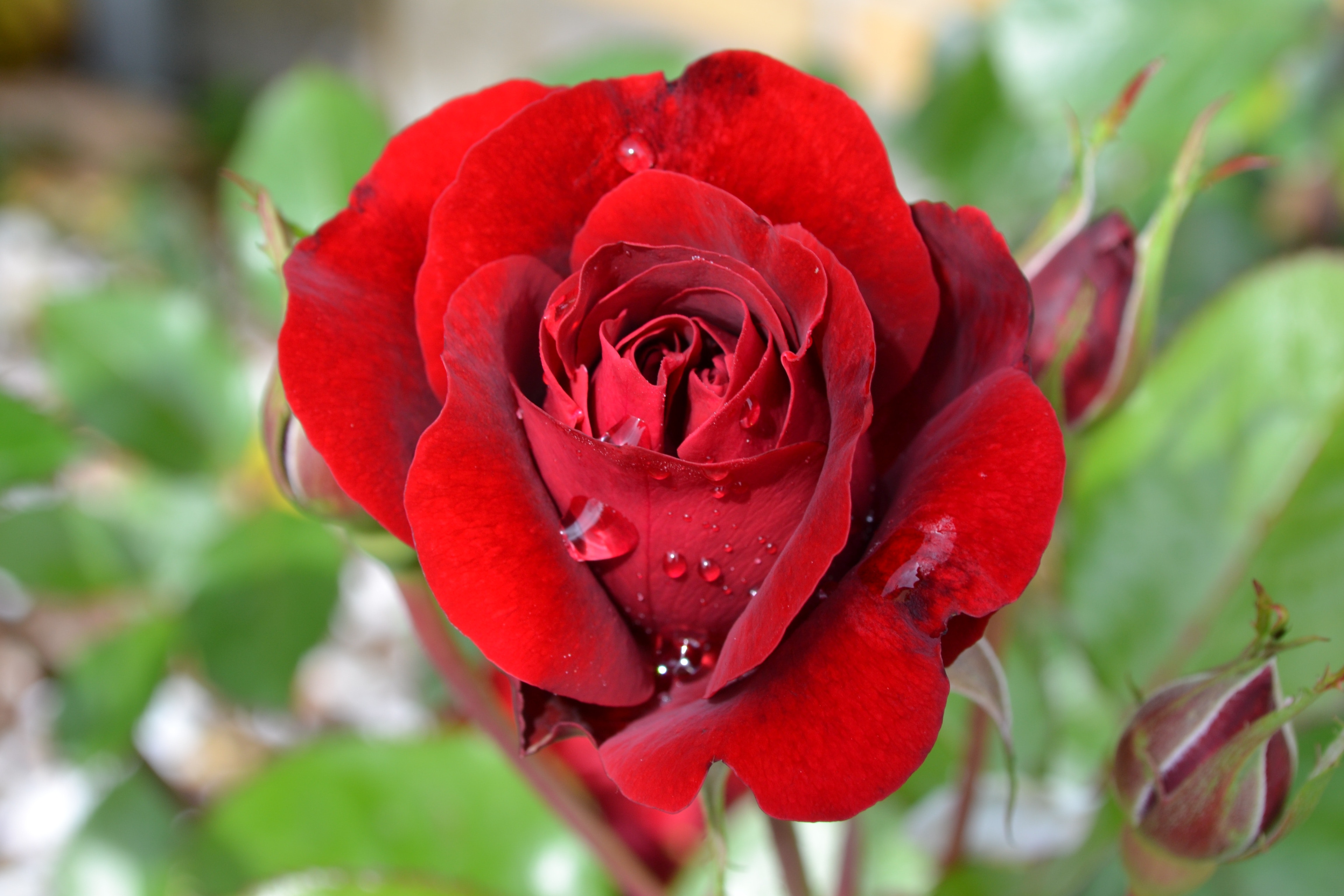Hoa hồng đẹp nhất việt nam