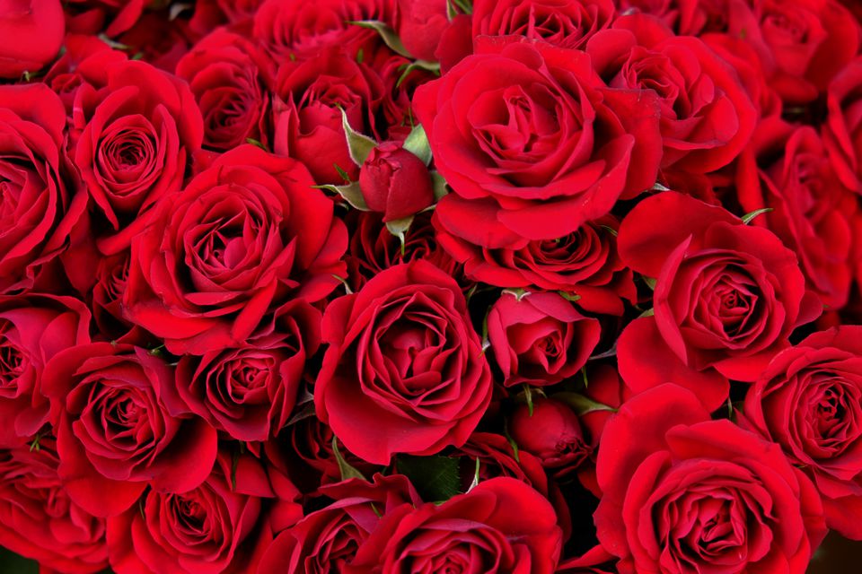 Những bông hoa hồng màu đỏ đẹp
