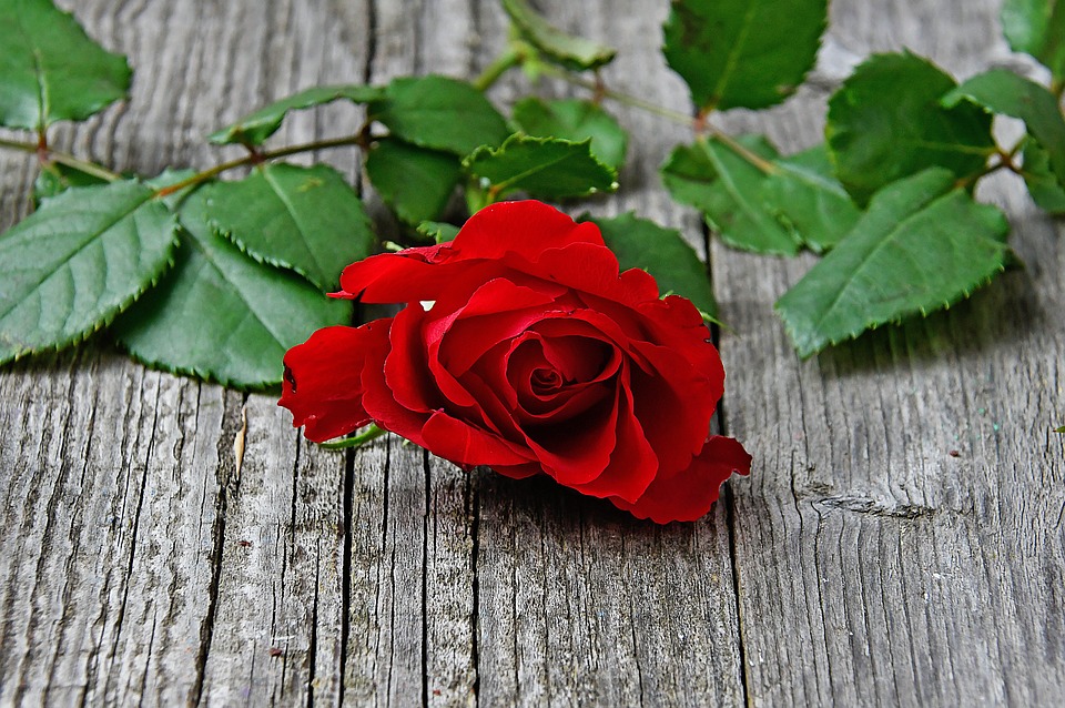 Hình nền hoa hồng đỏ