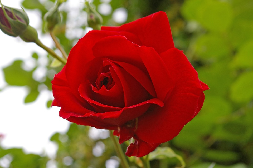 bông hồng đỏ