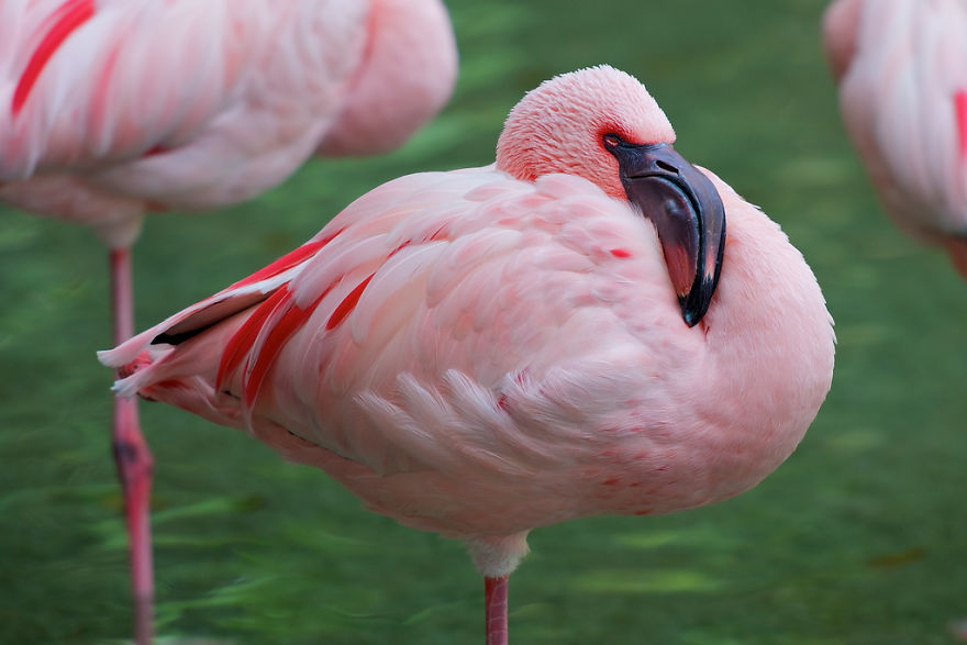Cách vẽ chim hồng hạc đẹp nhất