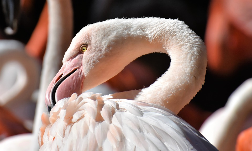 Flamigo chim hồng hạc loài chim đẹp nhất thế giới