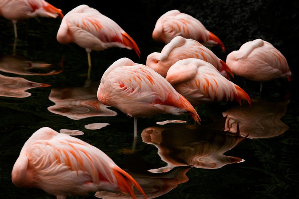 Hình ảnh chim hồng hạc tên khoa học là gì