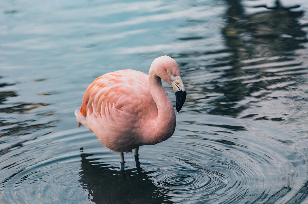 Hình ảnh hồ chim hồng hạc đẹp nhất