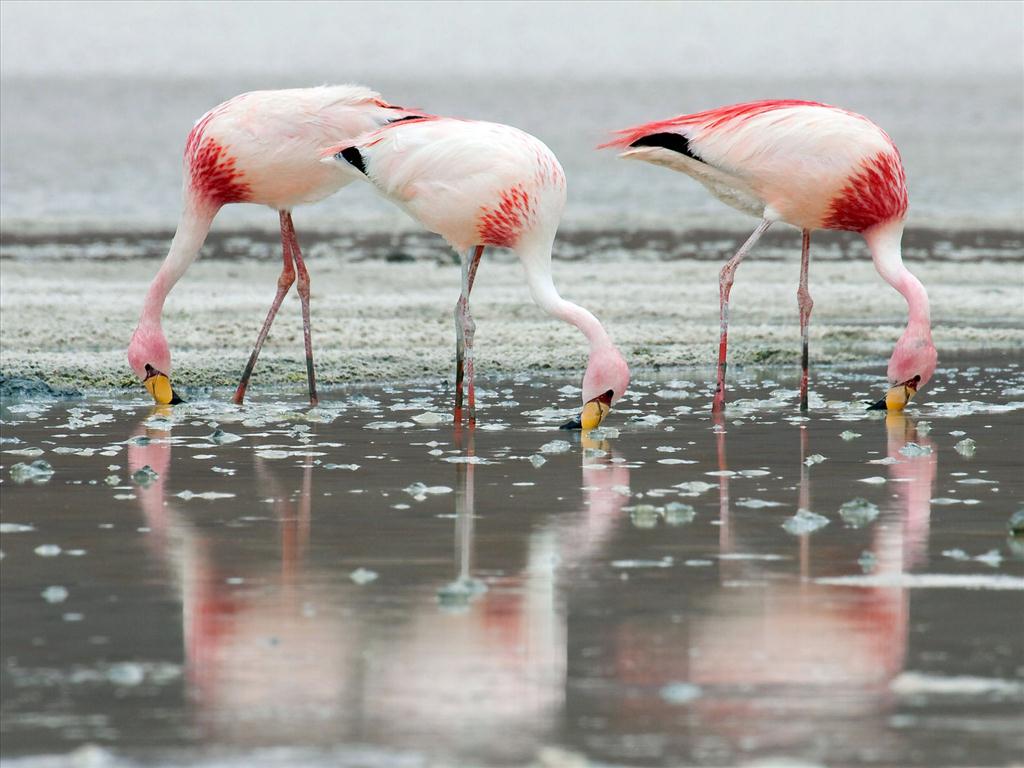 Những hình ảnh đẹp về loài chim hồng hạc
