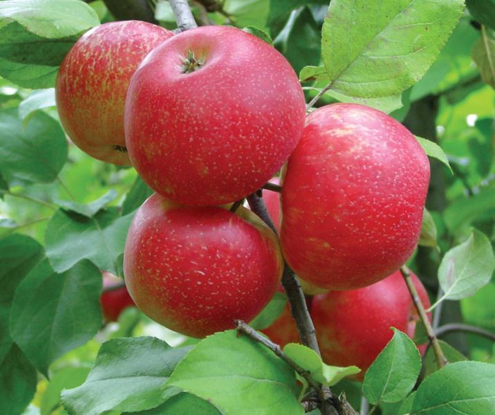 Một bó táo đỏ trên thân cây