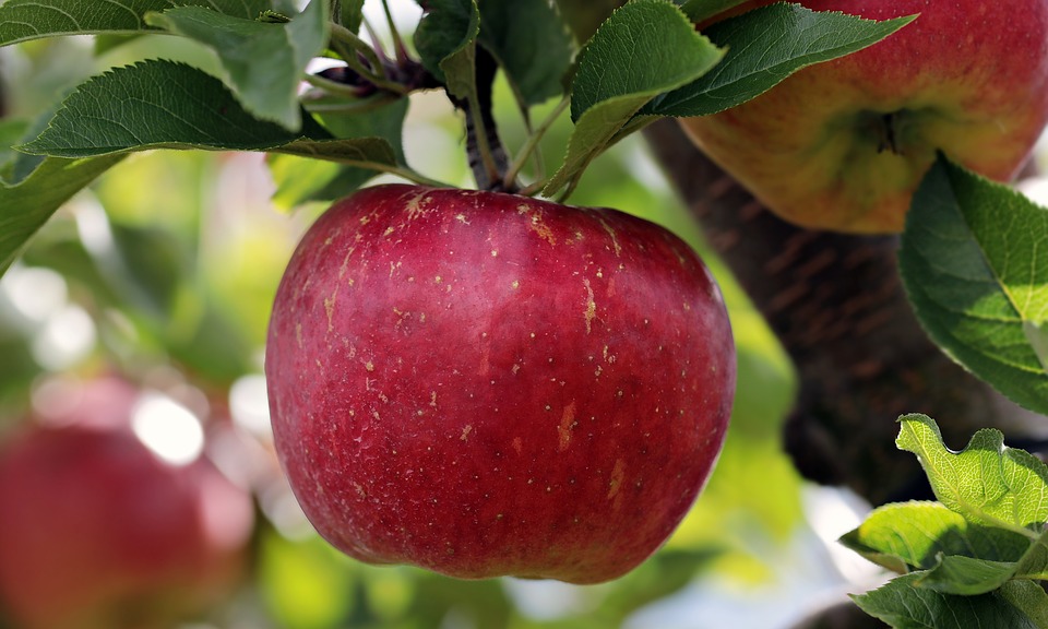 Hình ảnh quả táo trên cây cực đẹp